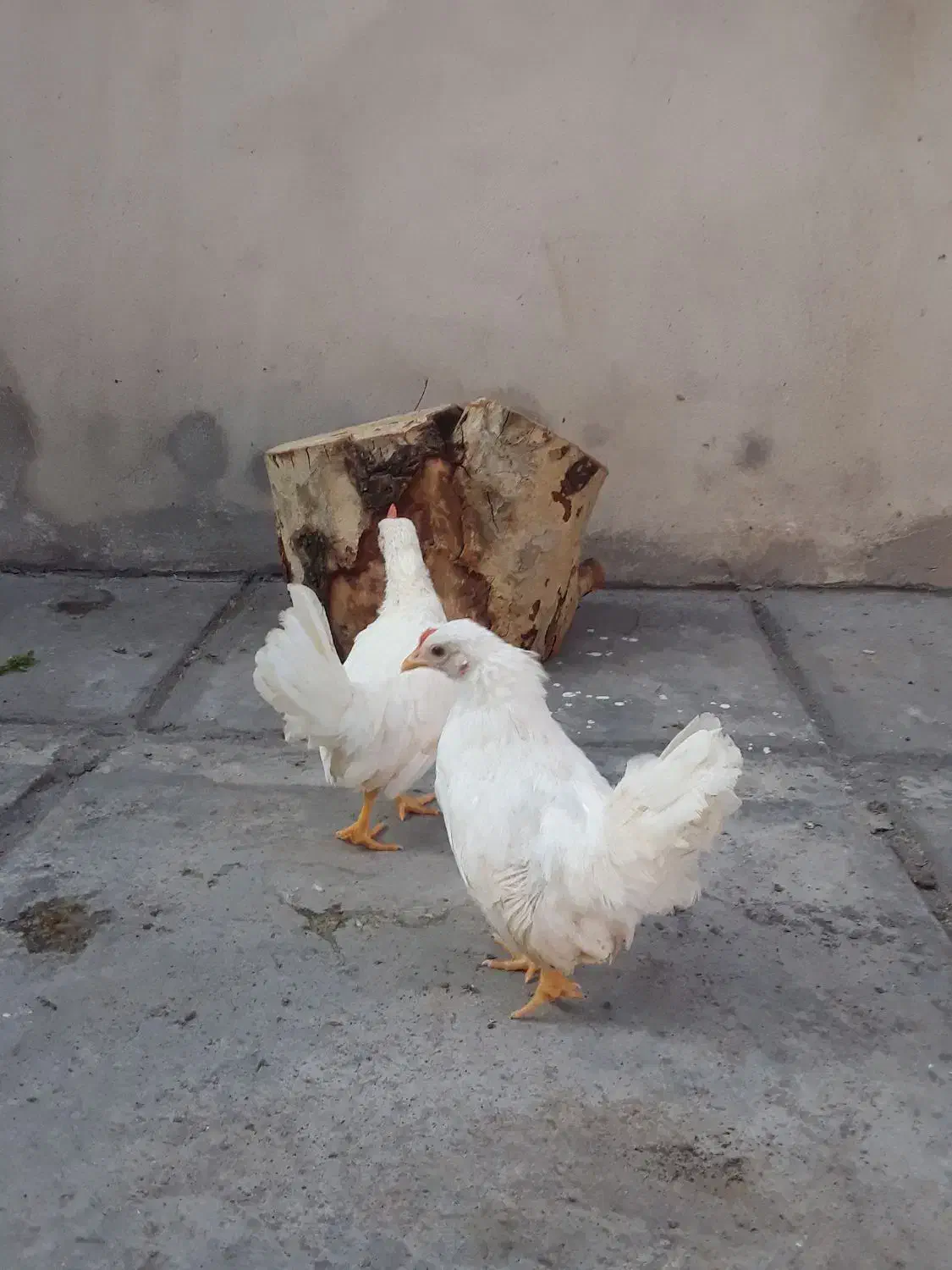 جوجه جاپنیز سفید پاک در انزلی|حیوانات مزرعه|رشت, کوی عرفان|دیوار