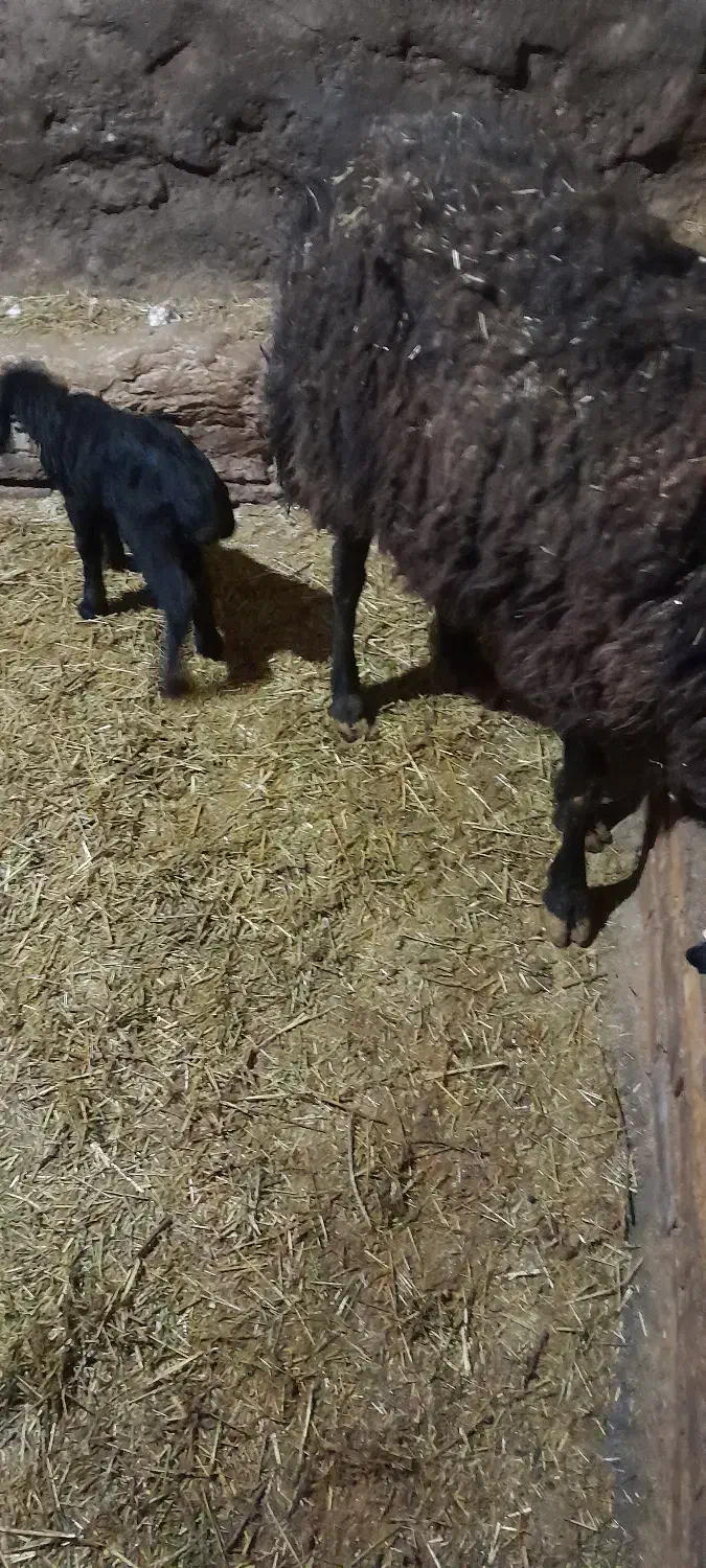 کوسفند و بره|حیوانات مزرعه|دهگلان, |دیوار