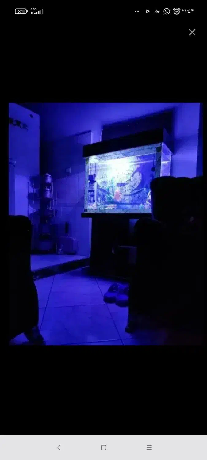 آکواریوم|ماهی|فردیس, شهرک شهید حسینی|دیوار