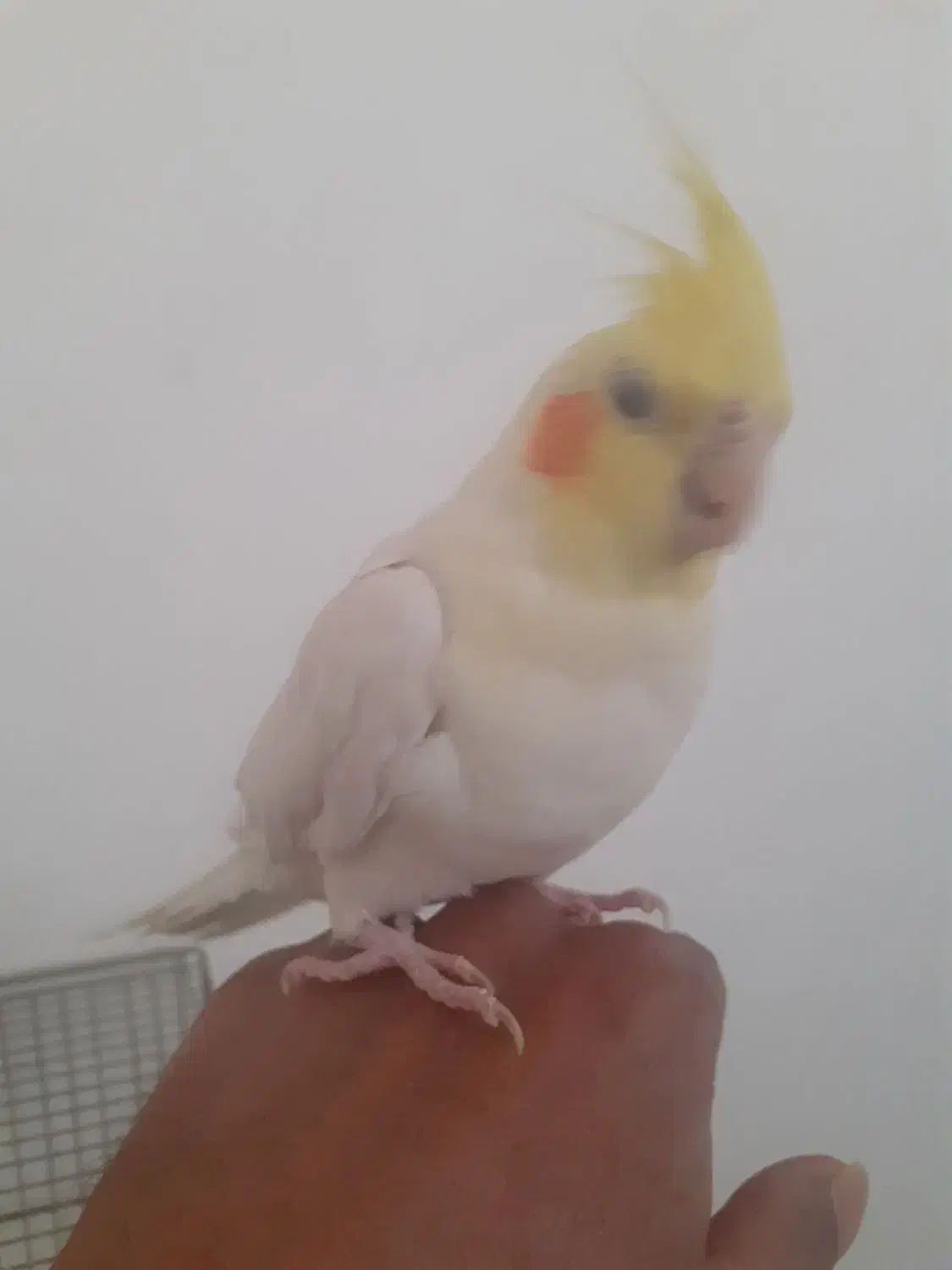 عروس هلندی جوجه بالغ دستی لیتینو البینو|پرنده|مبارکه, |دیوار