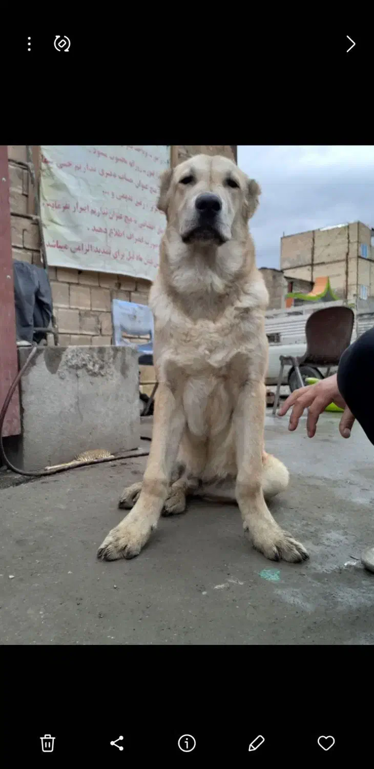 سگ سرابی گمشده|حیوانات|زنجان, |دیوار