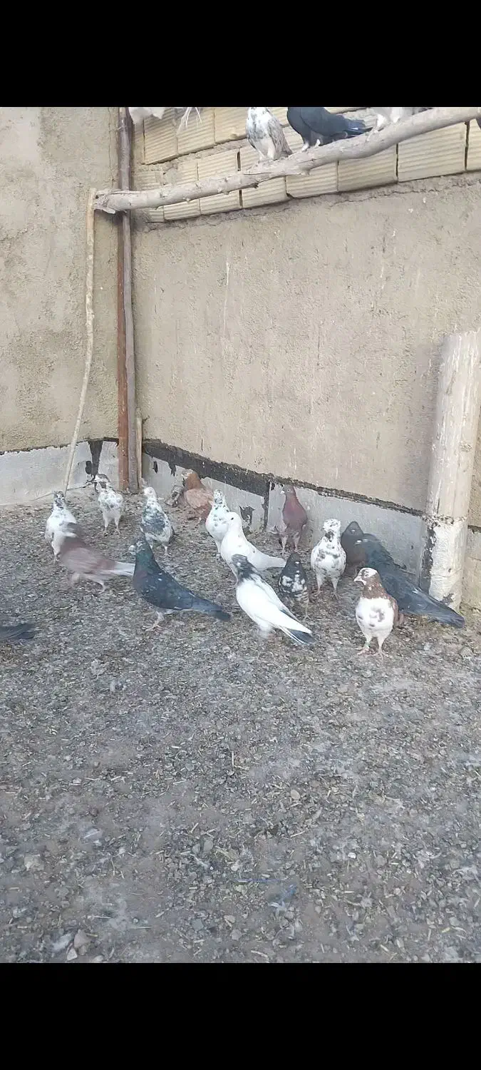 کبوتر|پرنده|سلطانیه, |دیوار