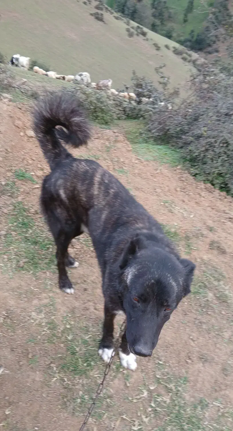 سگ چوپانی|سگ|رستم‌آباد, |دیوار