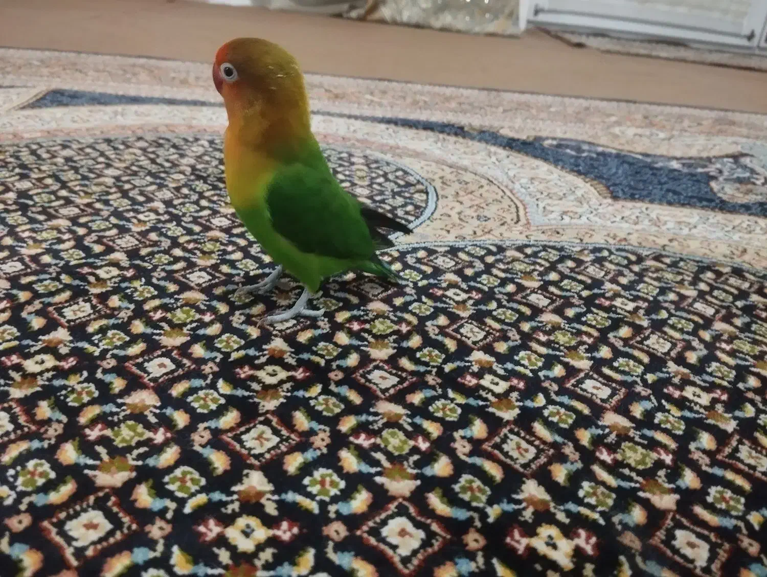 طوطی برزیلی اهلی|پرنده|خوی, |دیوار