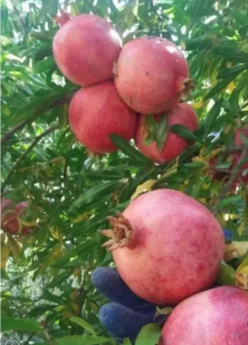 انار درجه یک|خوردنی و آشامیدنی|کوهنانی, |دیوار