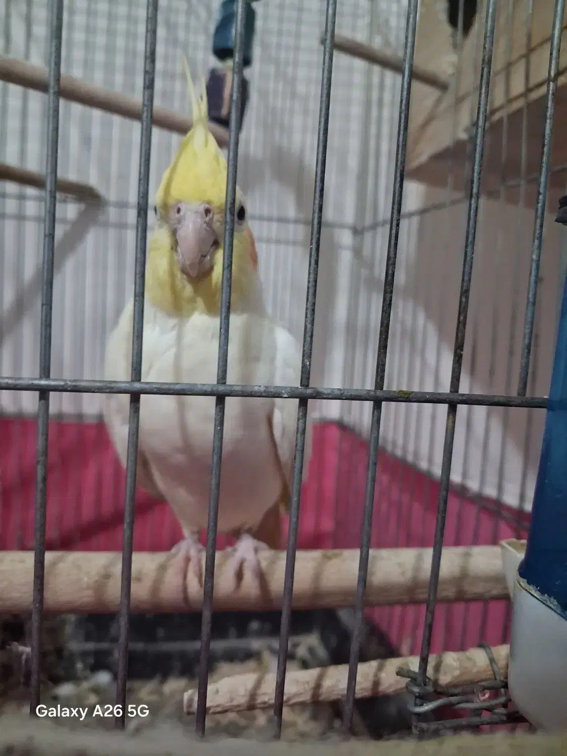 جفت عروس هلندی با ۵ تخم|پرنده|کرج, حسن آباد|دیوار