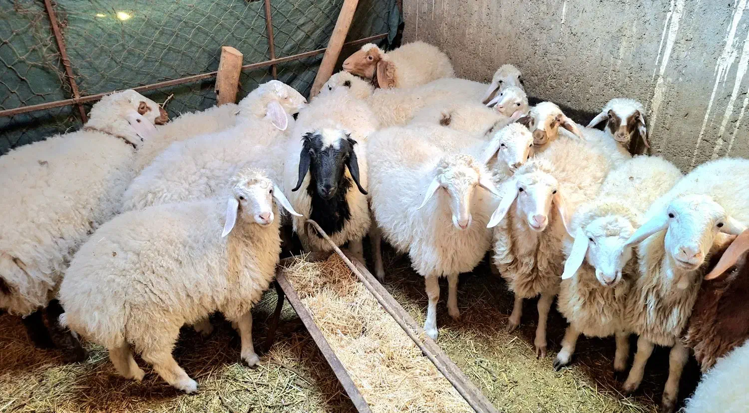 فروش بره شیر رگاه|حیوانات مزرعه|طبس, |دیوار