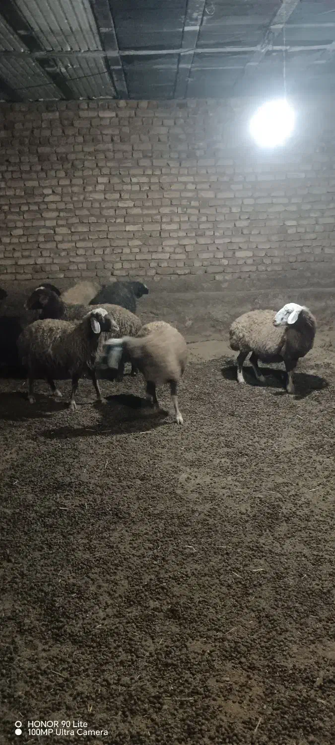 گوسفند داشتی|حیوانات مزرعه|خوانسار, |دیوار