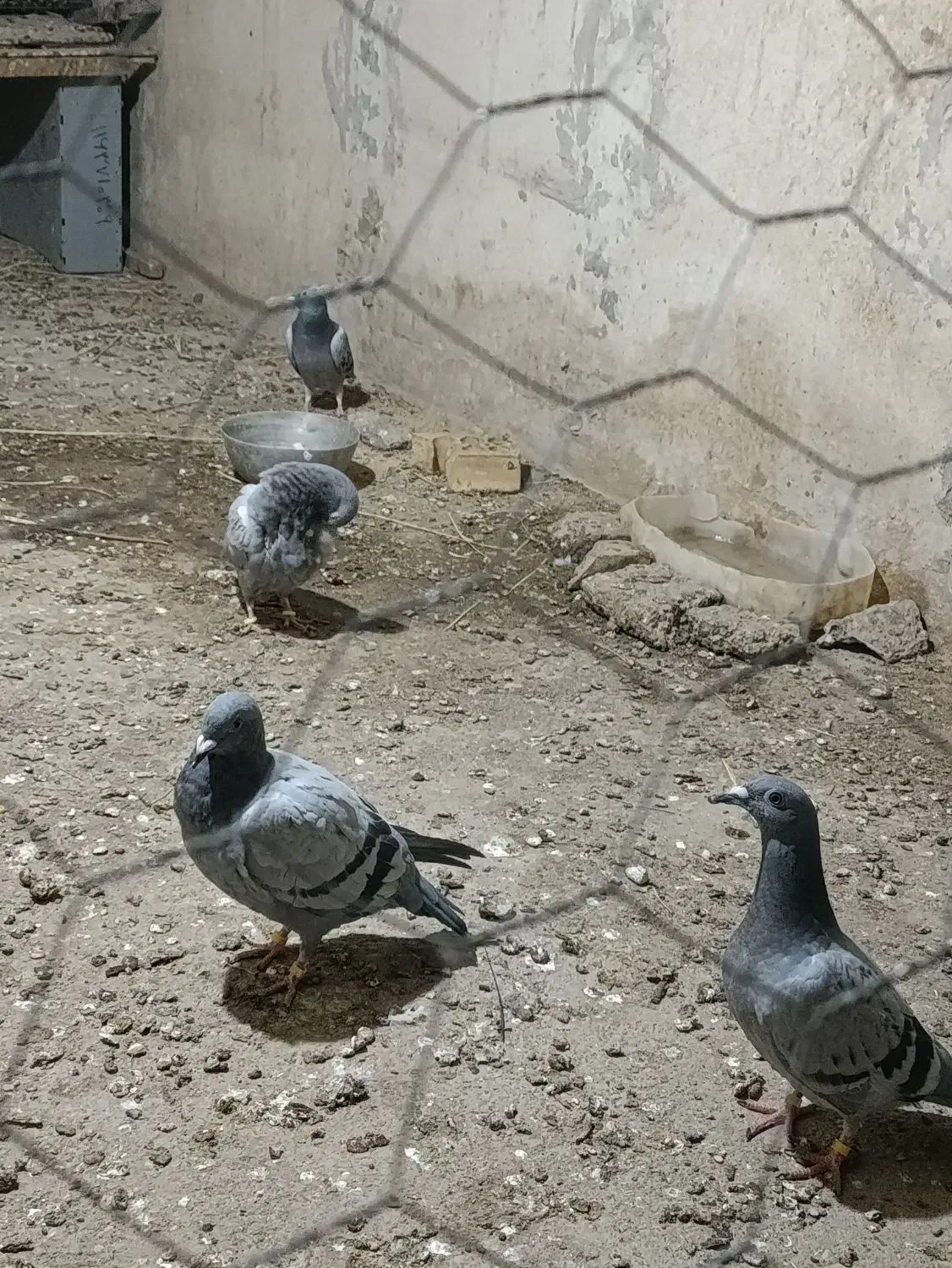 کبوتر فروشی|پرنده|زابل, |دیوار