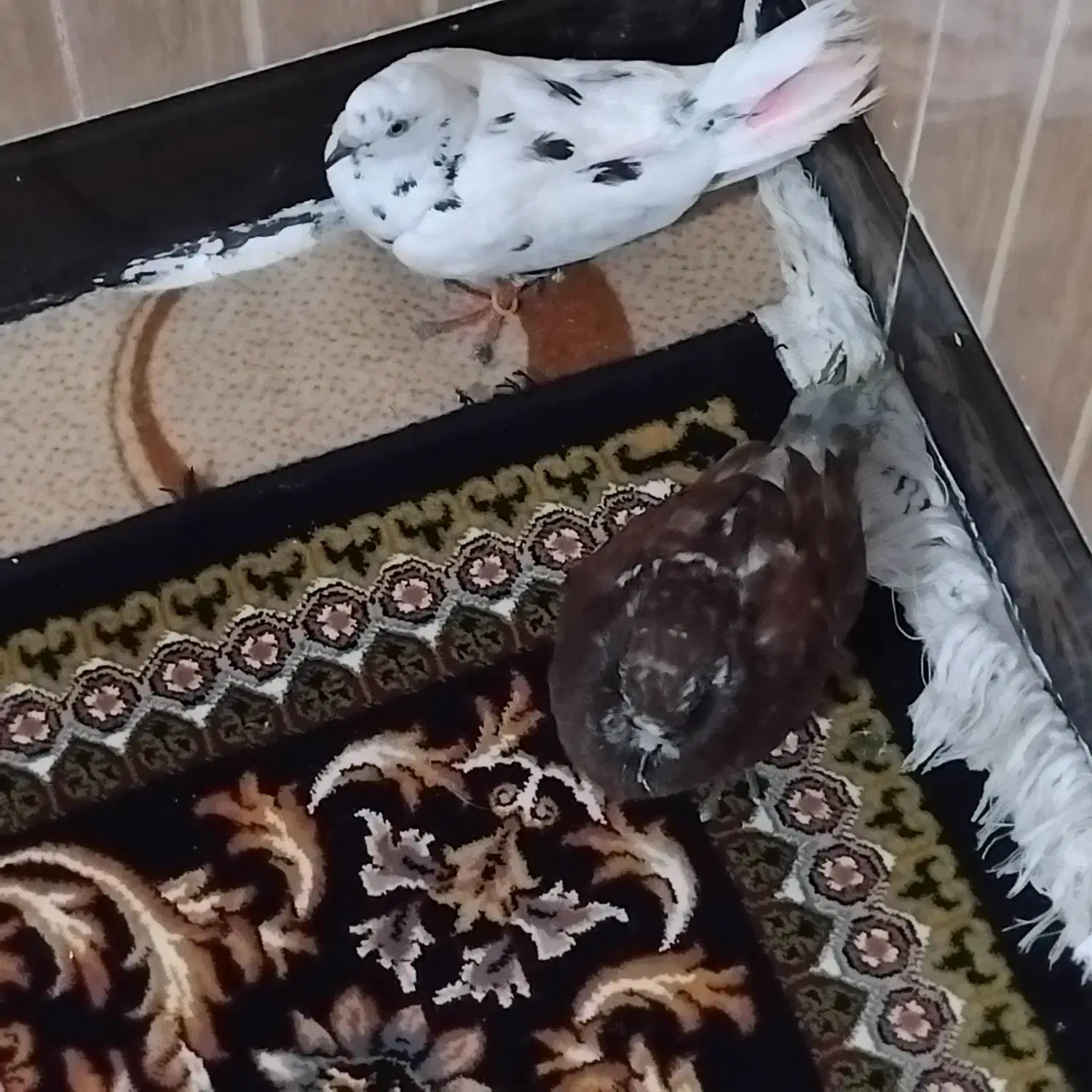 یک جفت کبوتر|پرنده|نهاوند, |دیوار