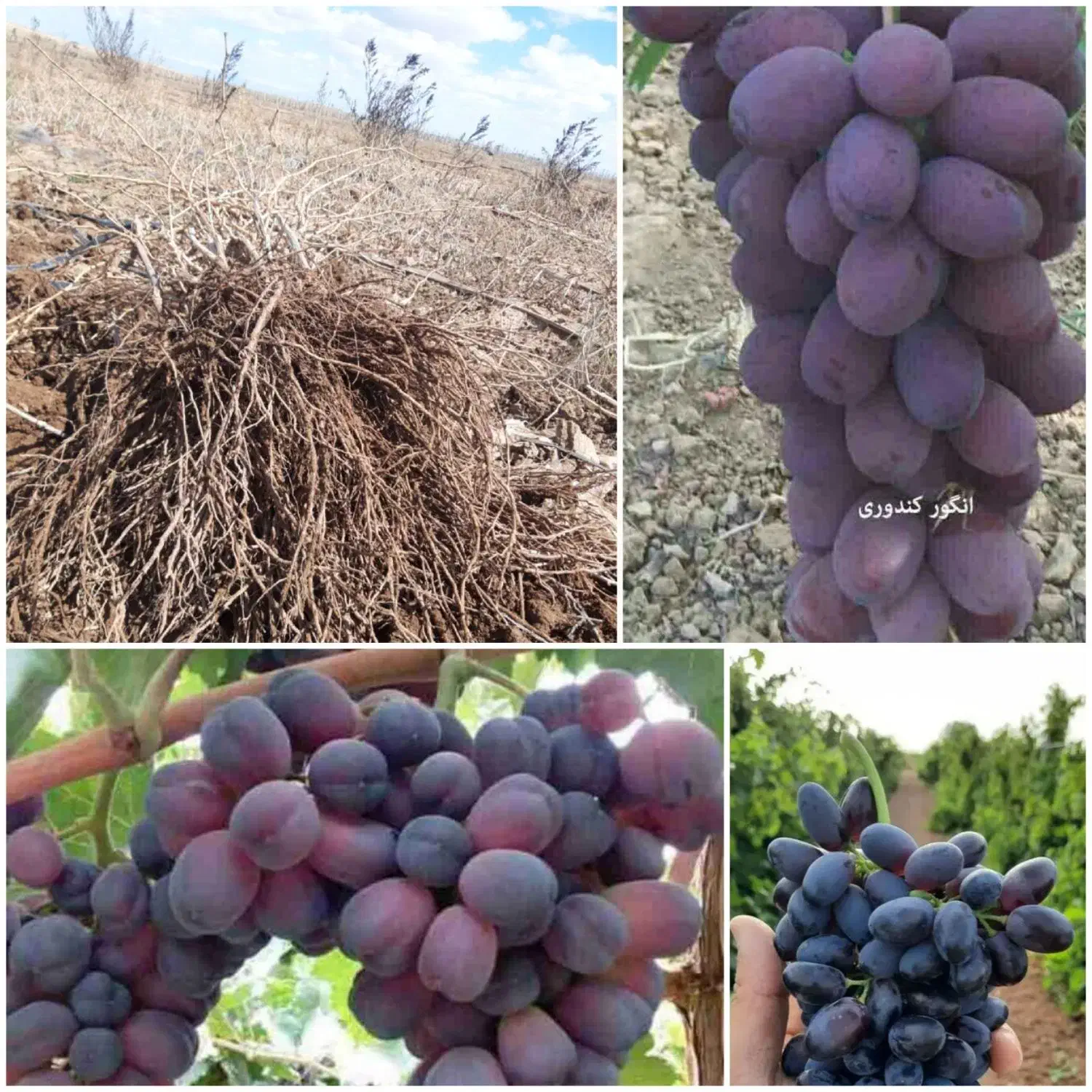 فروش نهال انگور تضمینی با مشاوره رایگان|خدمات باغبانی و درختکاری|رامند, |دیوار