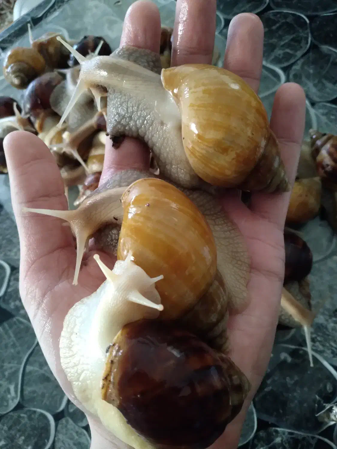 حلزون کلاژن ساز|خزنده|شیراز, دباغ خانه|دیوار