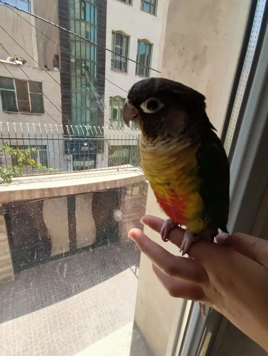 گیرینچیک یلو ساید|پرنده|ری, ولی آباد|دیوار