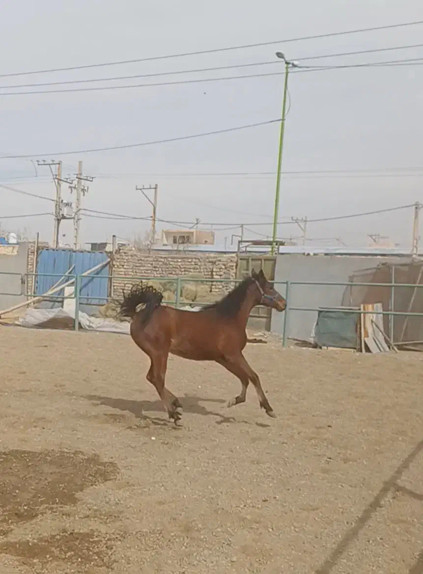 کره ماده کهر|اسب و تجهیزات اسب‌سواری|برخوار, |دیوار