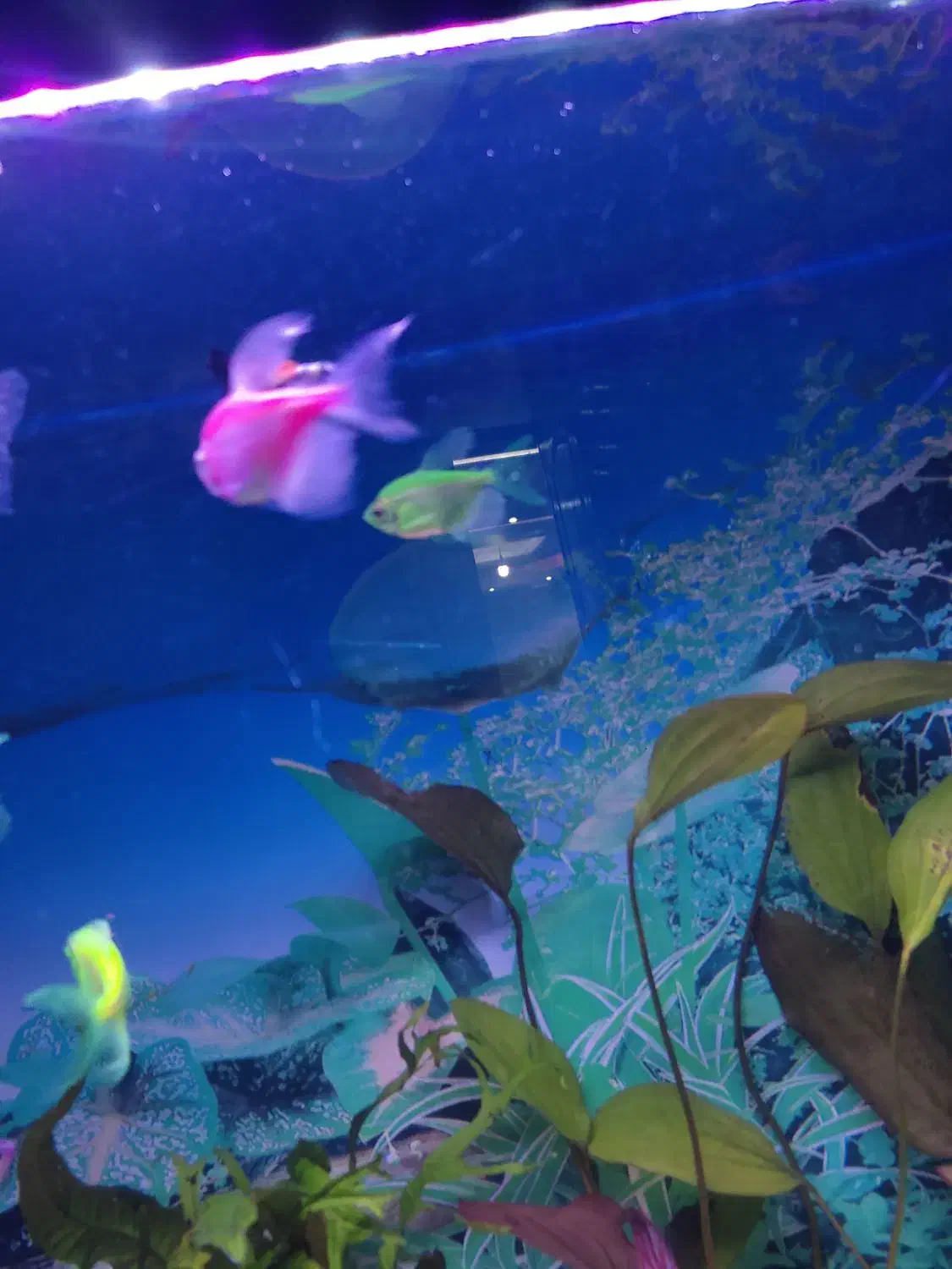 ماهی کالر و کپی|ماهی|ارومیه, |دیوار