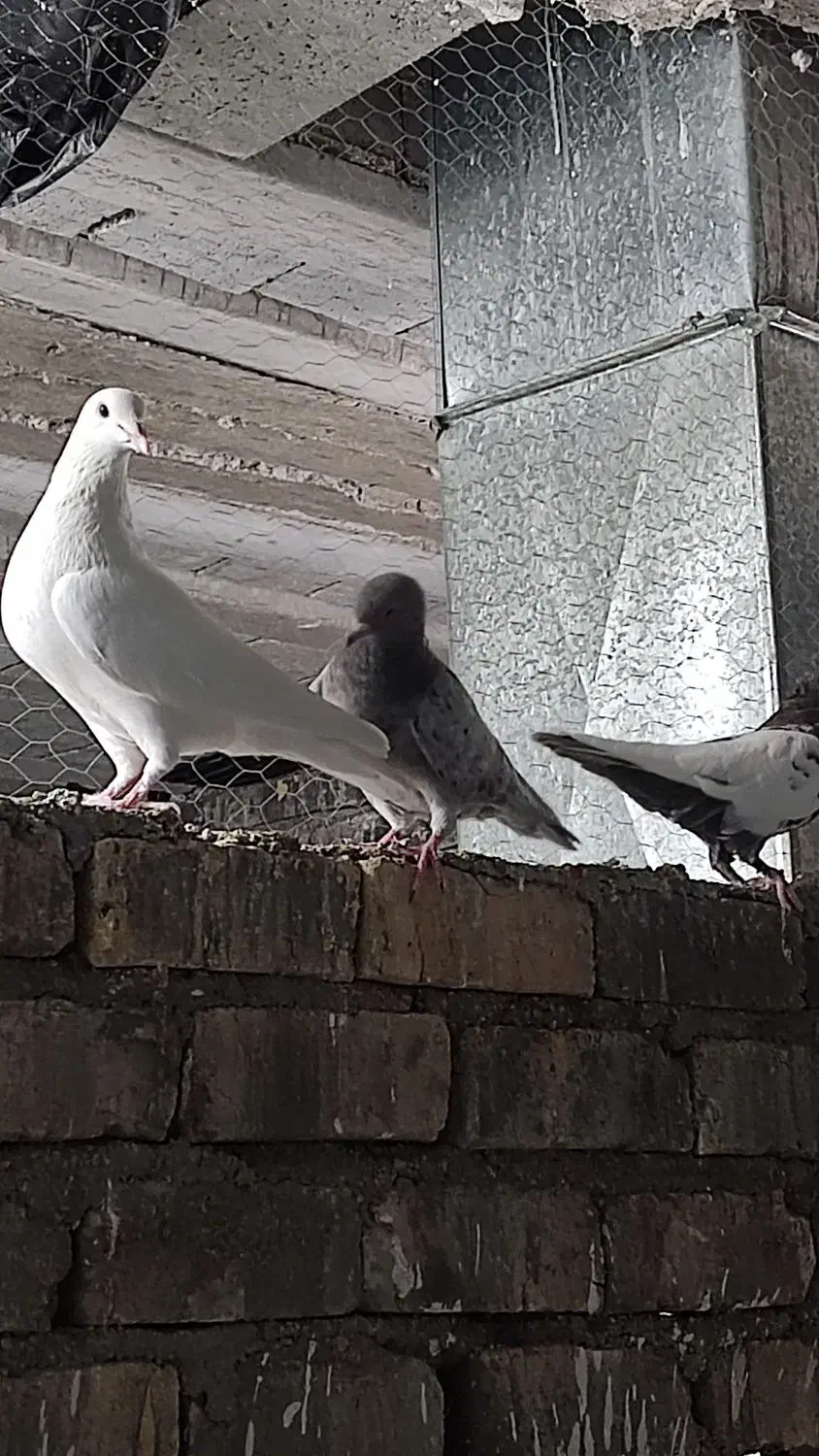 تعدادی کبوتر|پرنده|شیراز, شهرک مهرگان|دیوار