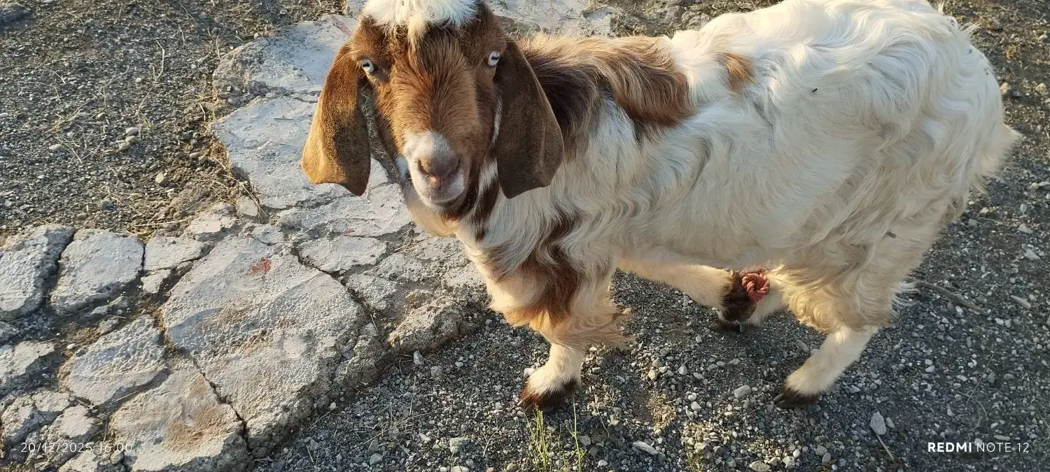 کهر نر|حیوانات مزرعه|رودان, |دیوار