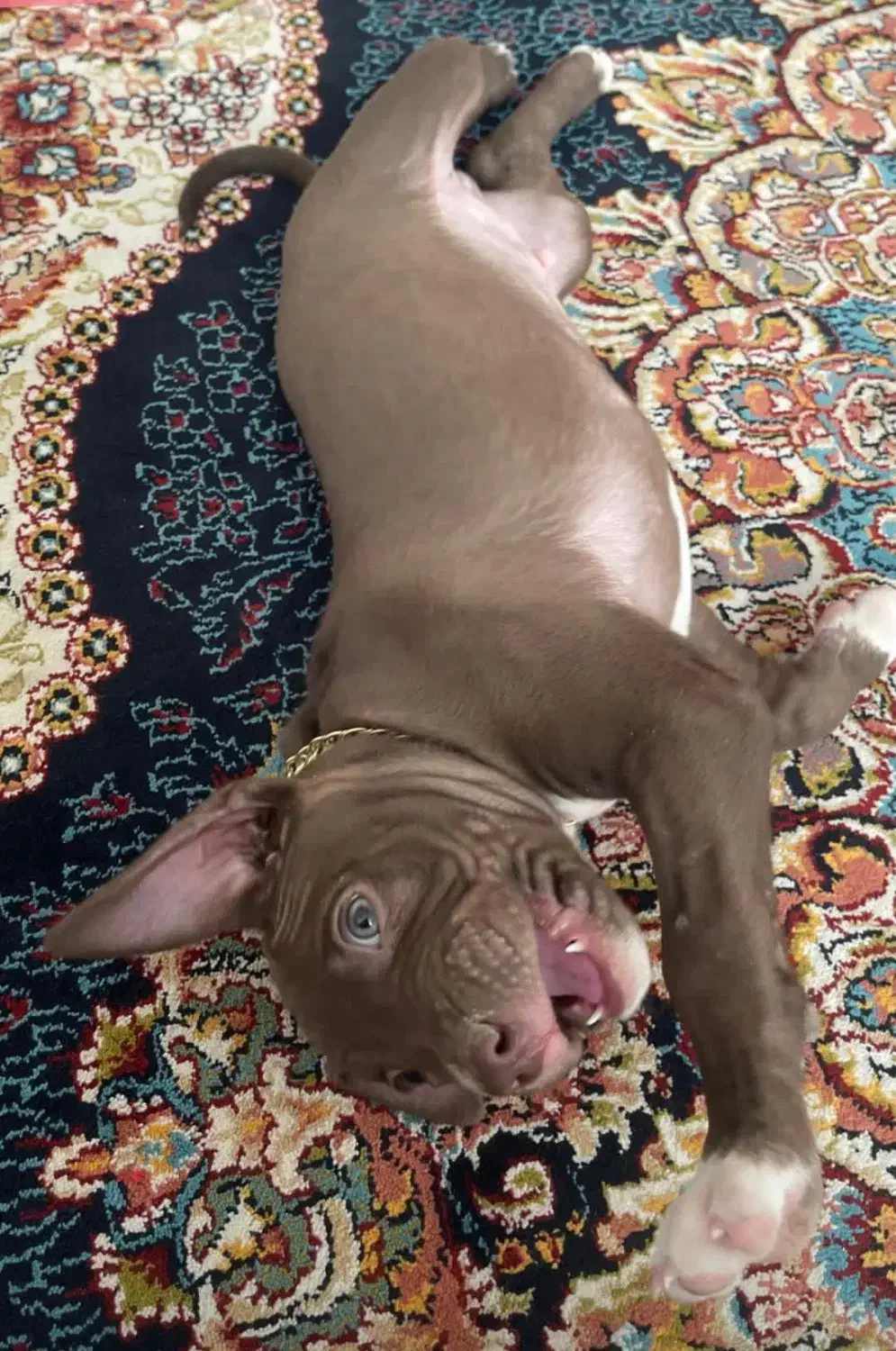 سگ پیتبول خالص|سگ|کرج, کمال‌شهر|دیوار