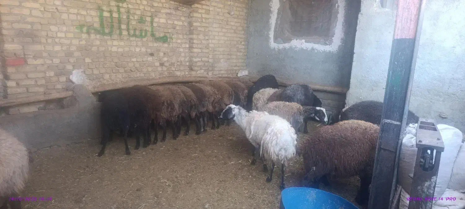 قربانی فروشی|حیوانات مزرعه|تهران, امین حضور|دیوار