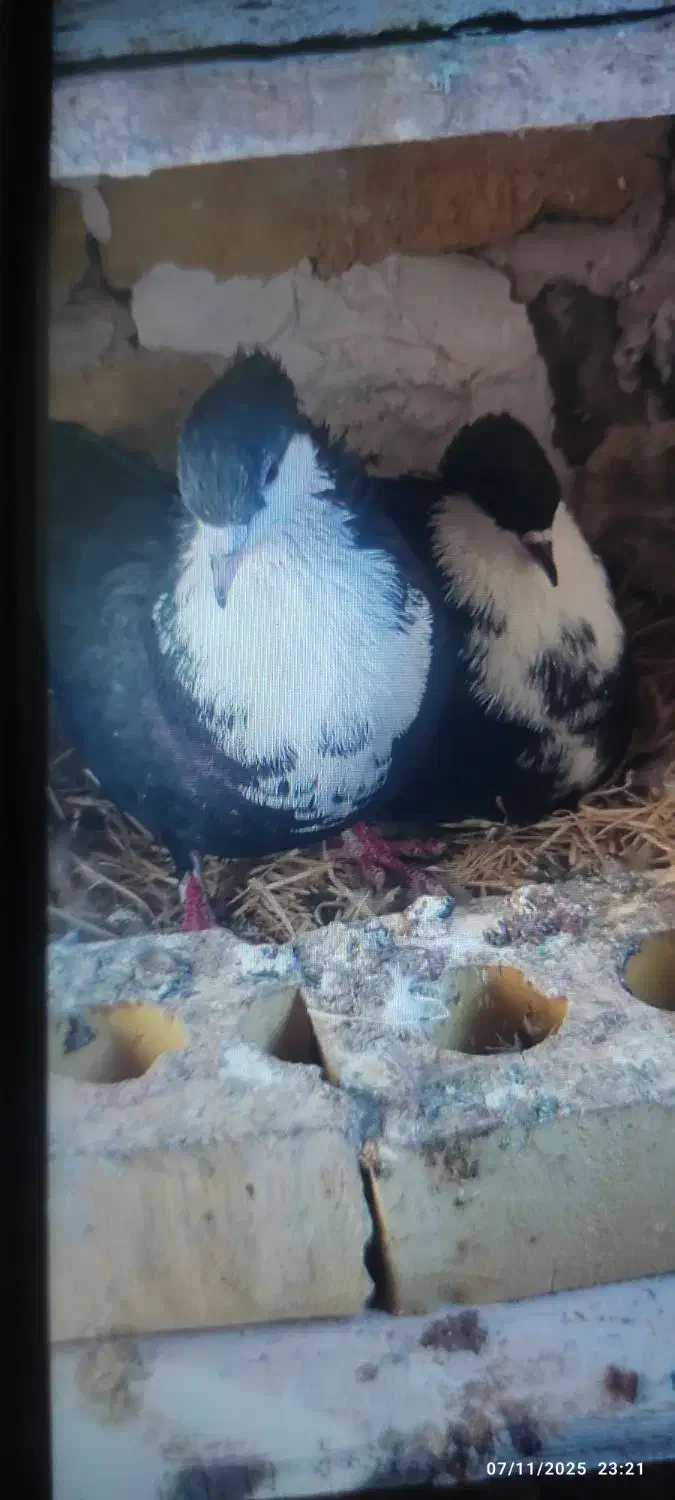 جفت کرباتی کاکلی|پرنده|مشهد, قائم|دیوار