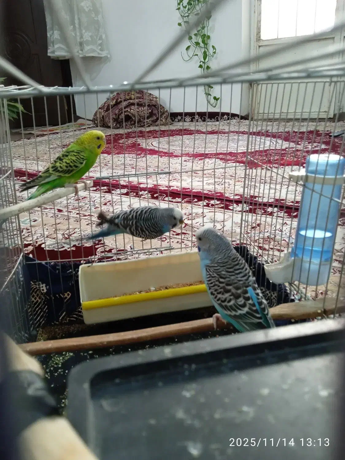 سه عد مرغ عشق|پرنده|سنندج, |دیوار