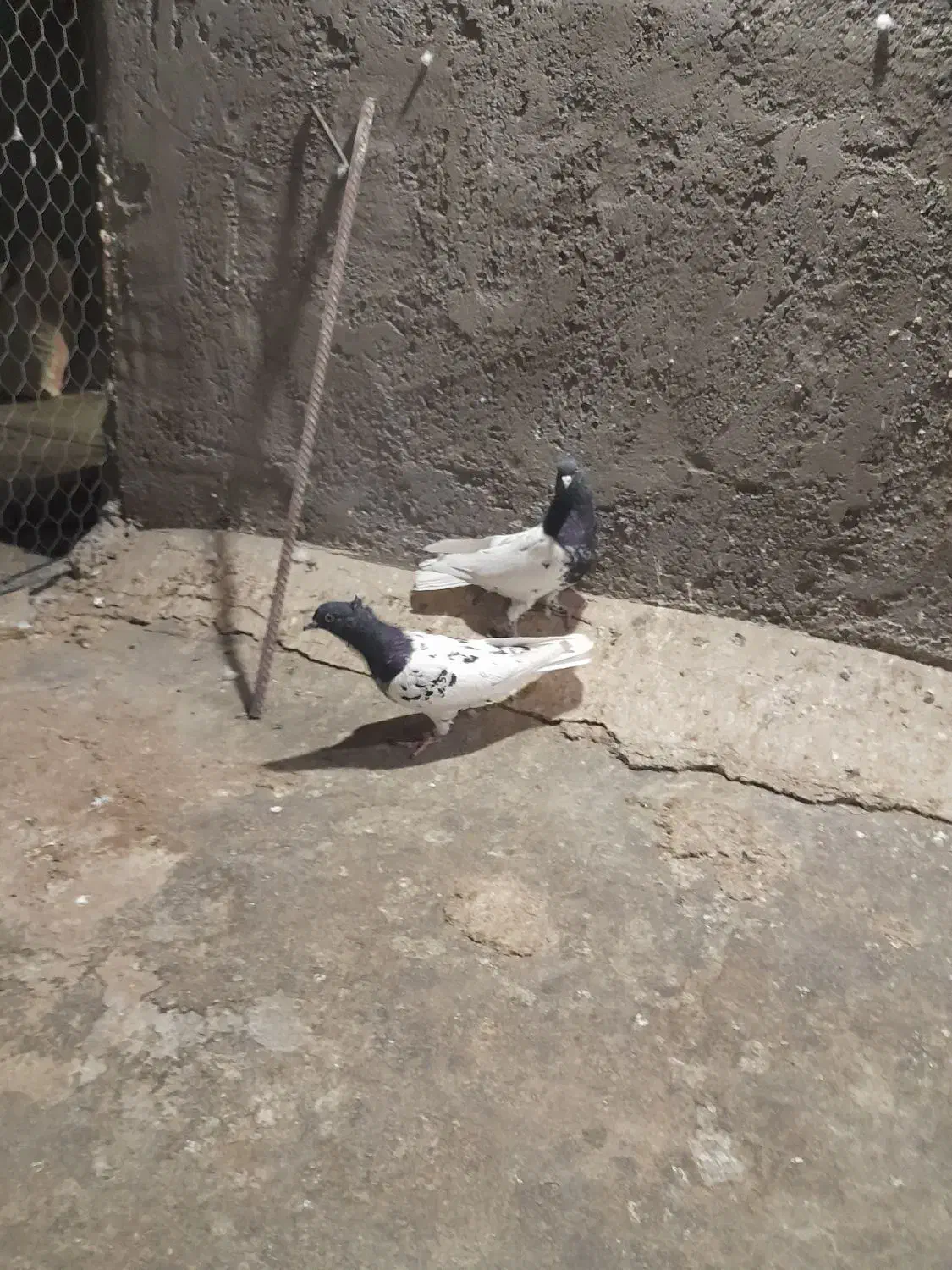 کفتر|پرنده|رفسنجان, |دیوار