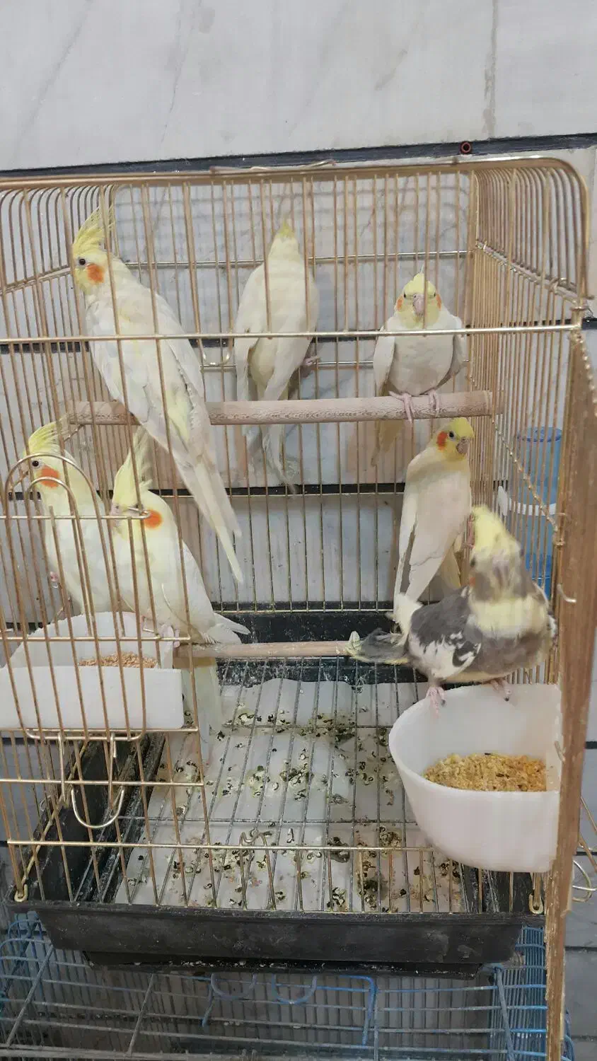 عروس هلندی شاه طوطی قفس پرنده.خریدار پرنده|پرنده|کرج, حصارک بالا|دیوار