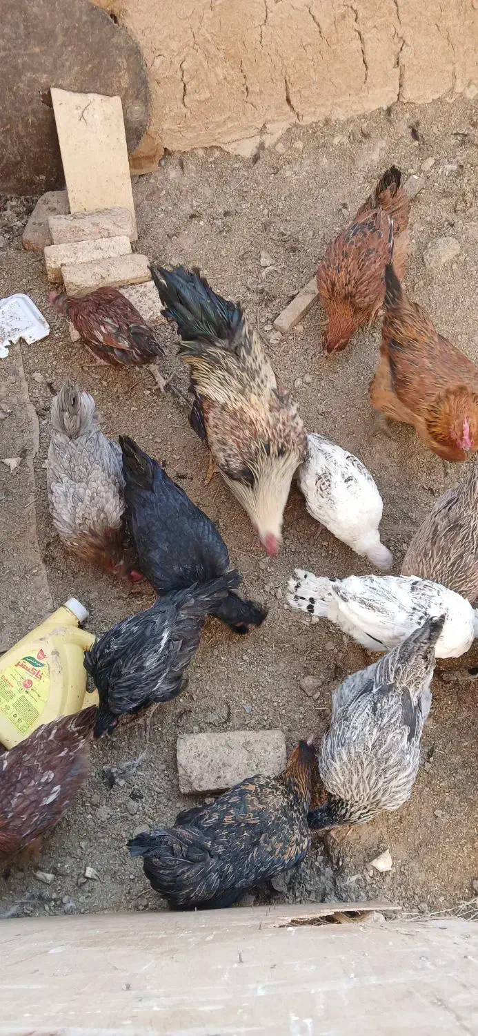 فروش مرغ وخروس وجوجه بوقلمون|حیوانات مزرعه|شهرکرد, |دیوار