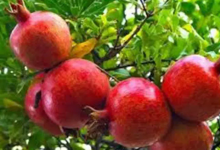 نهال انار واندرفول|خدمات باغبانی و درختکاری|شهرکرد, |دیوار