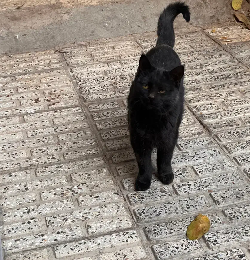 واگذار گربه|گربه|شهرکرد, |دیوار