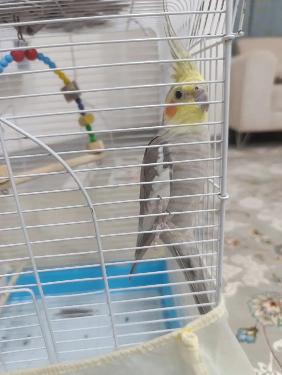 عروس هلندی رام وسالم|پرنده|بوکان, |دیوار