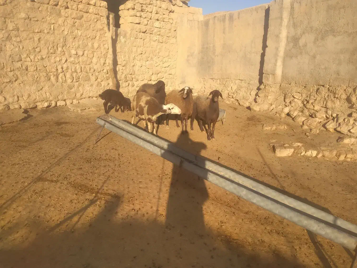 شیشک میش بره نر ماده|حیوانات مزرعه|کوهدشت, |دیوار