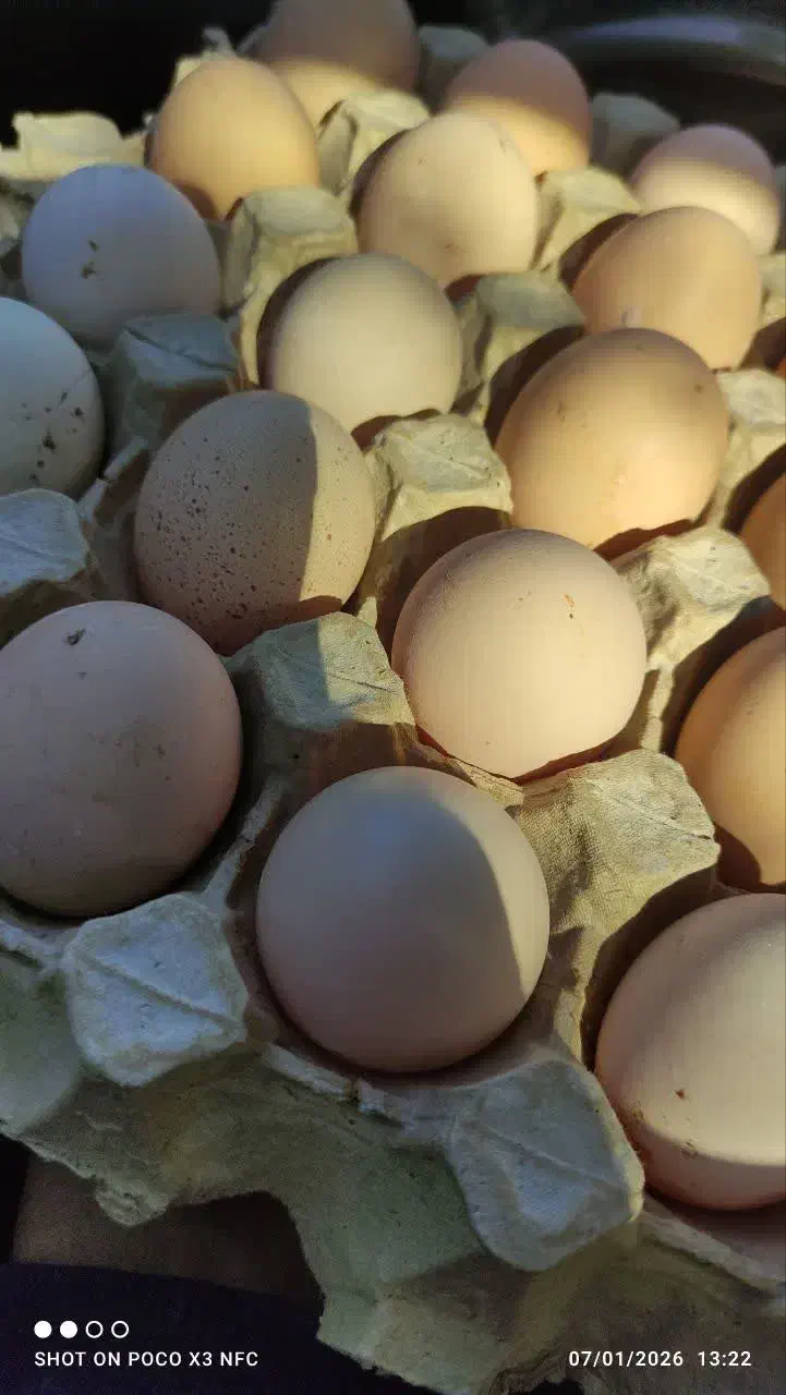 تخم‌مرغ محلی|خوردنی و آشامیدنی|شاهین‌شهر, شهرک ردانی پور|دیوار