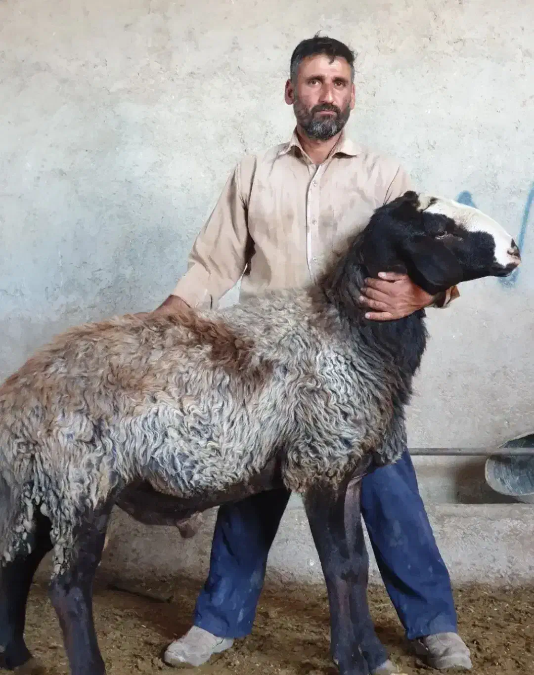 تربت حیدریه ارسـ. ــال میگردد گوسفند ergeoi بره|حراج|تربت‌حیدریه, بهشت عسکری|دیوار