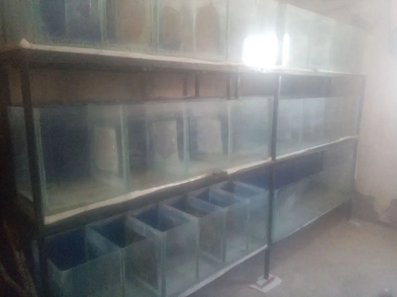 لوارزم آکواریوم|ماهی|فیروزآباد (فارس), |دیوار