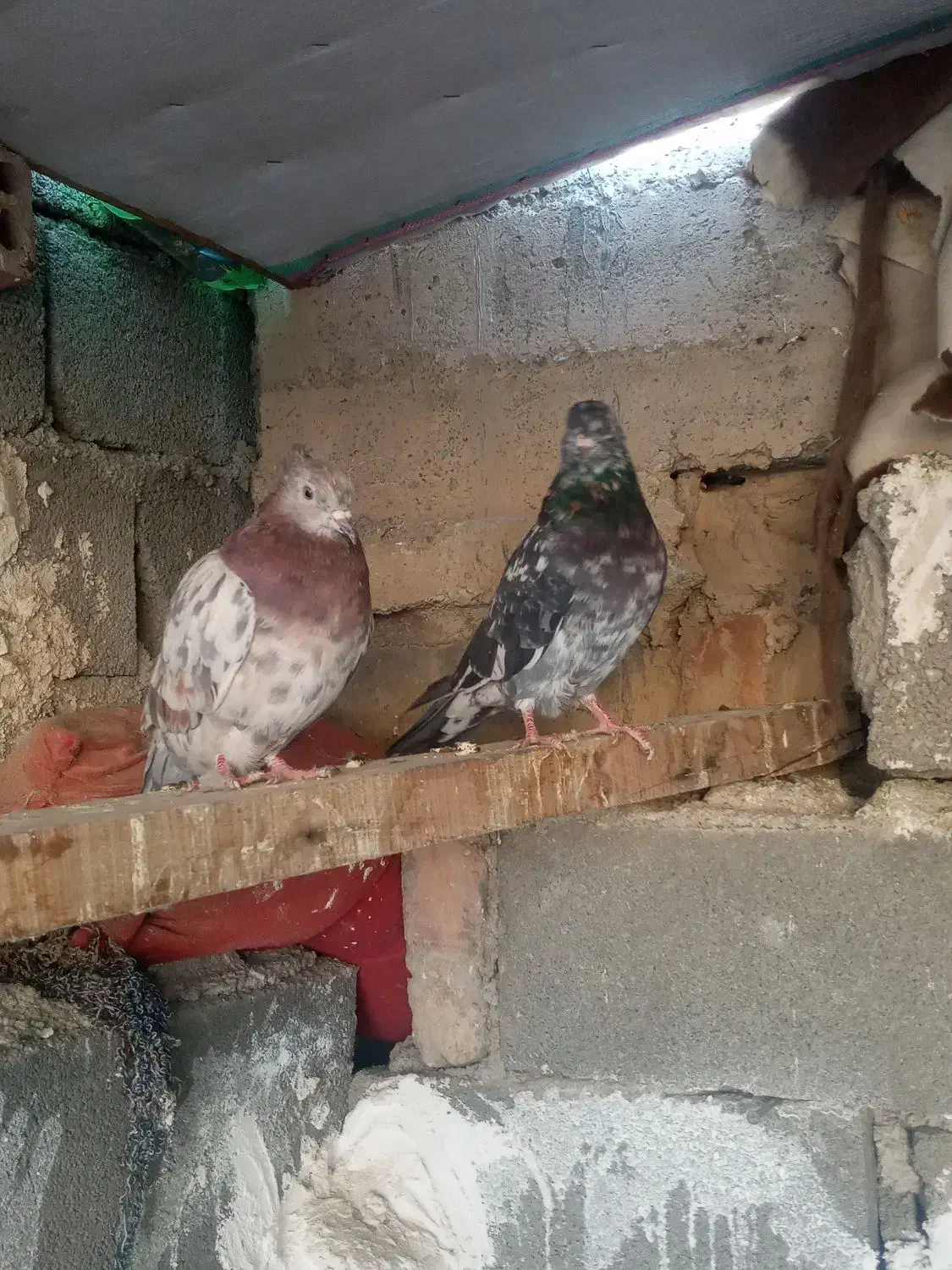 تعدادی کفتر نقش|پرنده|صباشهر, |دیوار