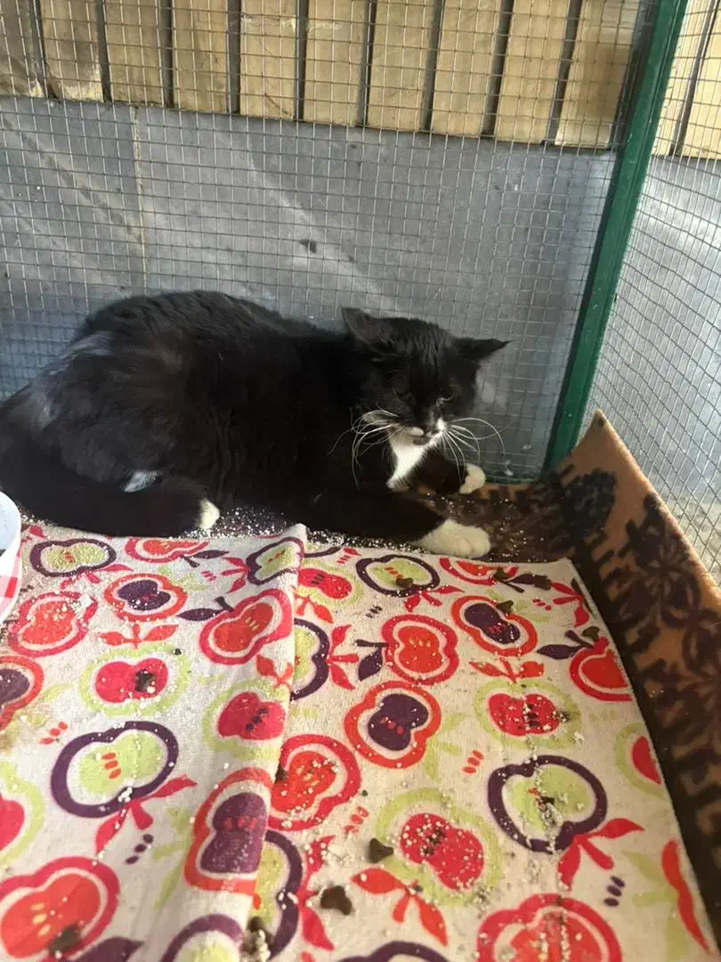 واگذاری گربه رایگان . سالم و واکسینه|گربه|اصفهان, سروستان|دیوار