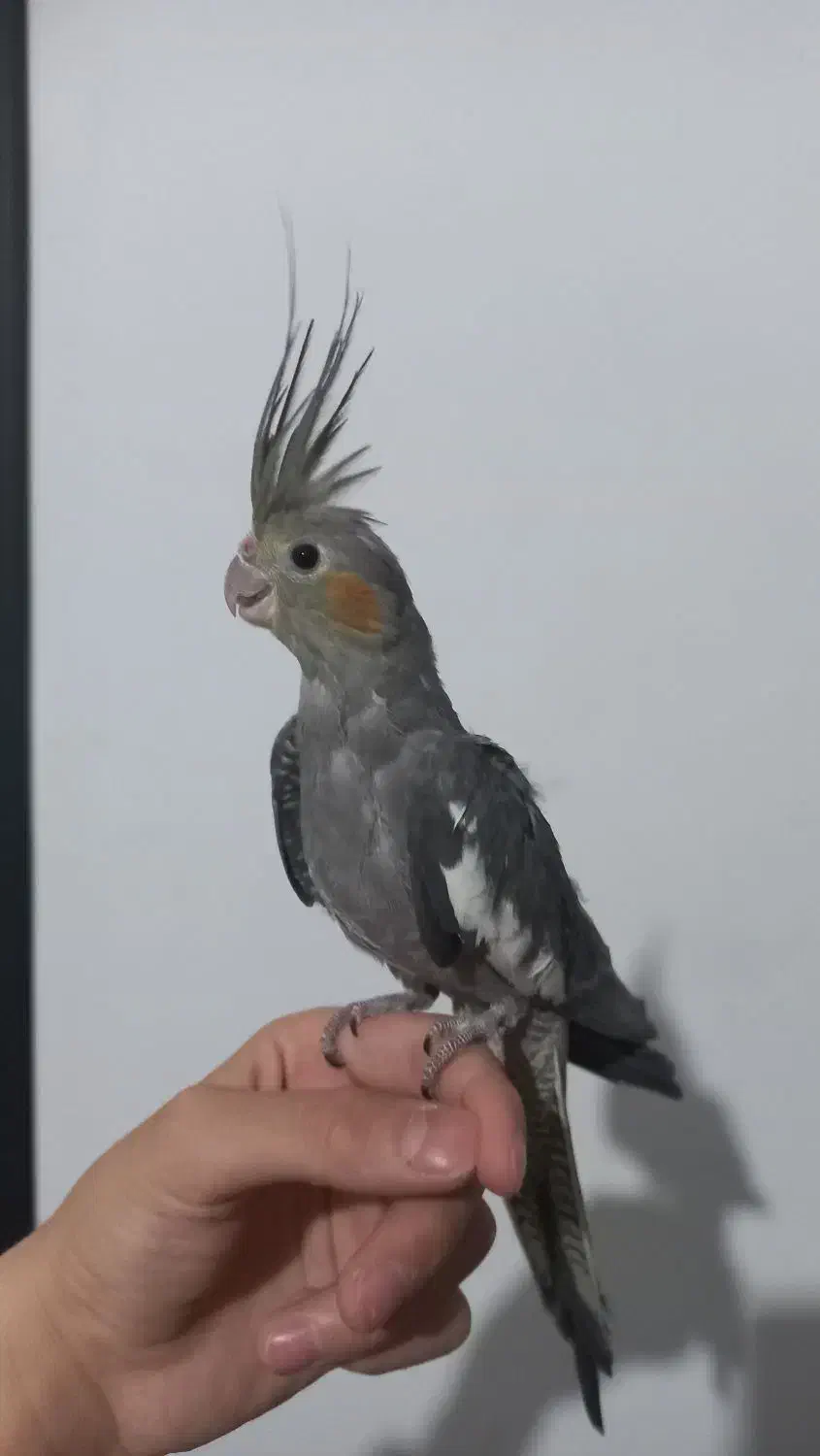 عروس هلندی|پرنده|نقده, |دیوار