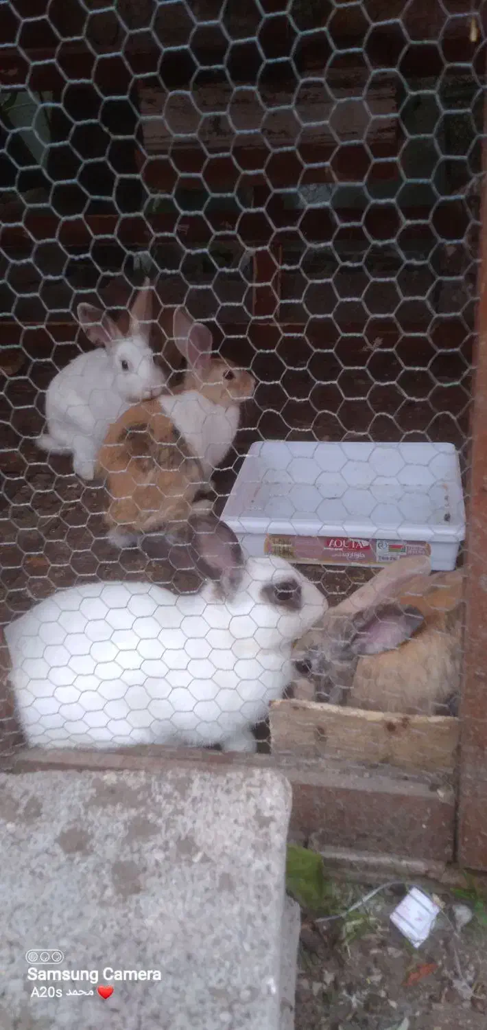 خرگوش نروماده|موش و خرگوش|نوشهر, |دیوار