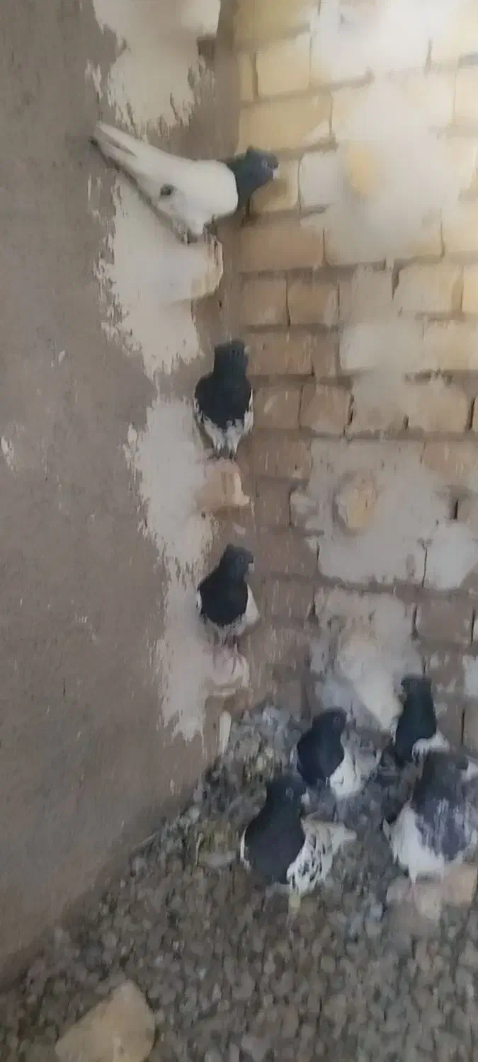 کفتر کله ای ماده|پرنده|شیراز, حومه شیراز|دیوار