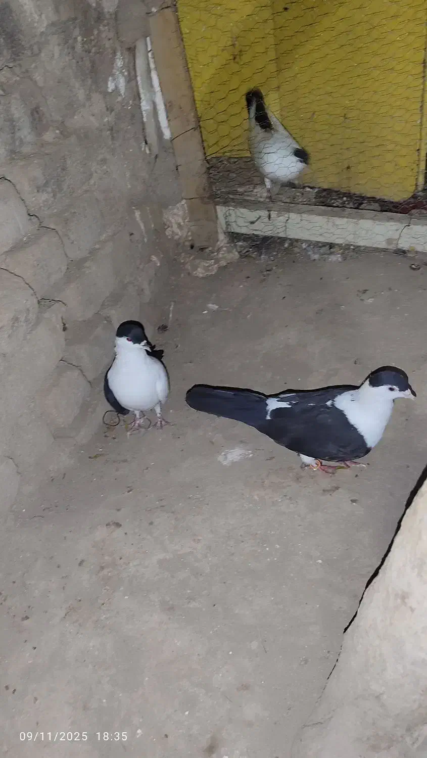 کفتر افغانی|پرنده|کاشان, گریه|دیوار