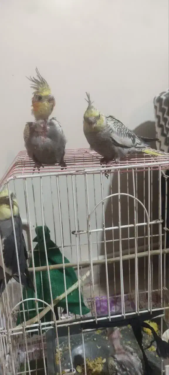 دوعروس هلندی نرو ماده و سه جوجه هلندی سالم به|پرنده|تهران, گلستان (شهرک راه آهن)|دیوار