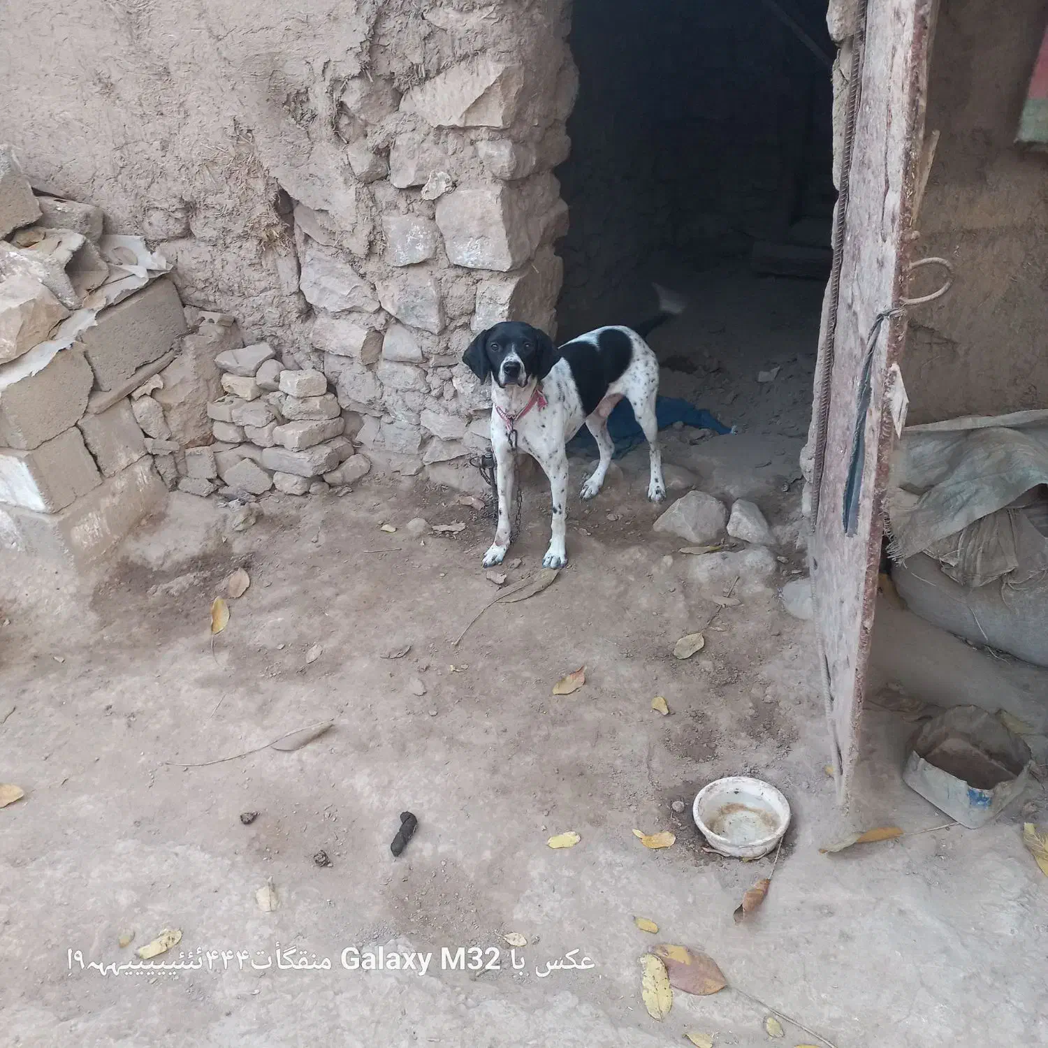 سگ شکاری|سگ|گلی داغ, |دیوار