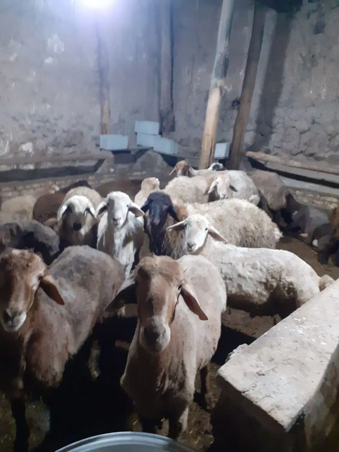 بره ای ناقلا گوشتی|حیوانات مزرعه|نیر (اردبیل), |دیوار