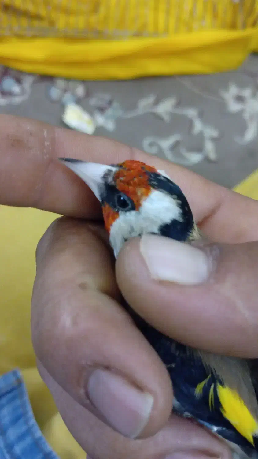 پرنده زیبا معاوضه ندارم|پرنده|میبد, |دیوار