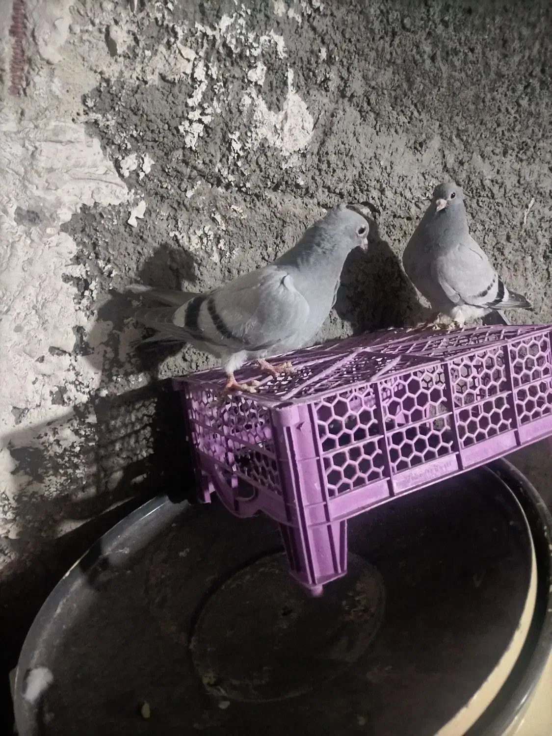 کبوتر|پرنده|میانه, |دیوار