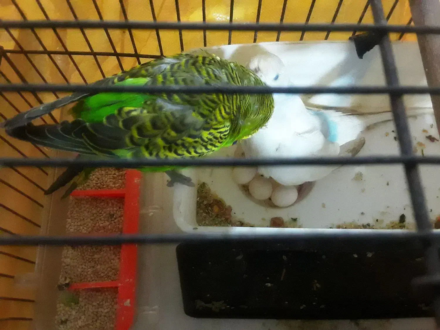 مرغ عشق|پرنده|اصفهان, فجر|دیوار