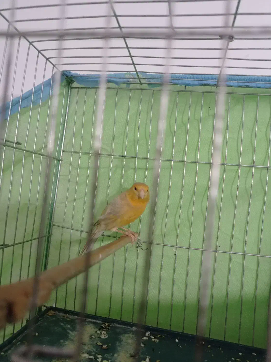 ماده آماده و نر کوتاه بلند خون معاوضه با ماده سرخ|پرنده|قرچک, قشلاق جیتو|دیوار