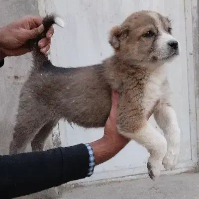 سگ سرابی|سگ|بیستون, |دیوار