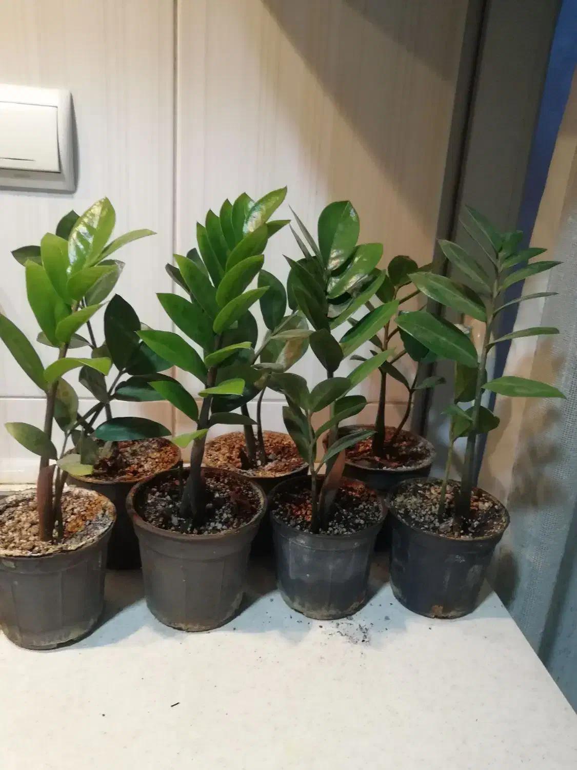 زاموفیلیا گل آپارتمانی|گل و گیاه طبیعی|شهریار, شهرک شاهد|دیوار